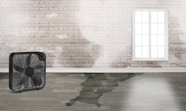 Best Water damage cleanup near me  in Elberton, GA